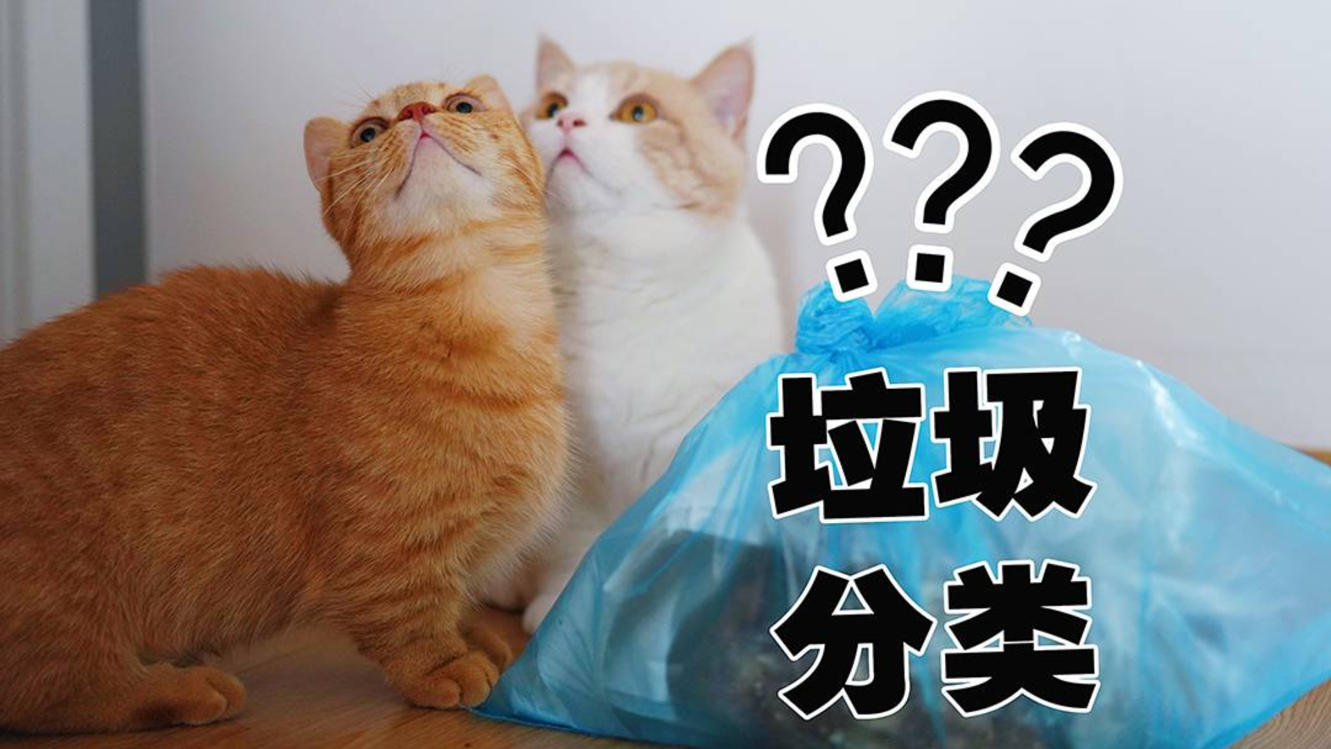 作为上海的铲屎官,我快被垃圾分类搞疯了!